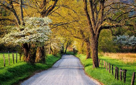 Download Tree Blossom Spring Country Man Made Road HD Wallpaper