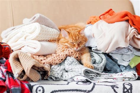 Why Does My Cat Sit On My Clothes? | Cuteness