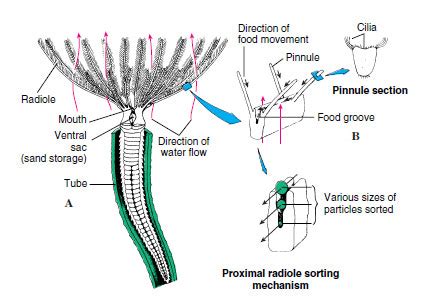 Polychaeta Diagram