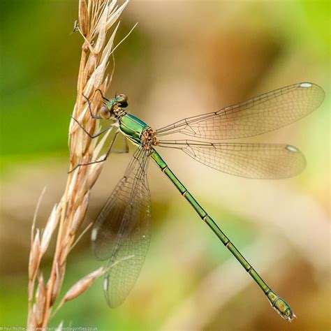 Willow Emerald Watch - British Dragonfly Society