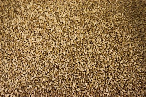 Organic Wheat Grain | Australia | The Source Bulk Foods