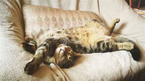 6 cat sleep positions: What they tell you about your kitty | PetsRadar