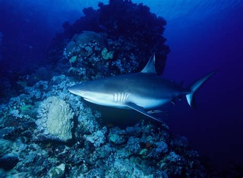 Grey Reef Shark – "OCEAN TREASURES" Memorial Library