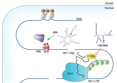 | Major spliceosome assembly and pre-mRNA splicing. The dotted lines... | Download Scientific ...