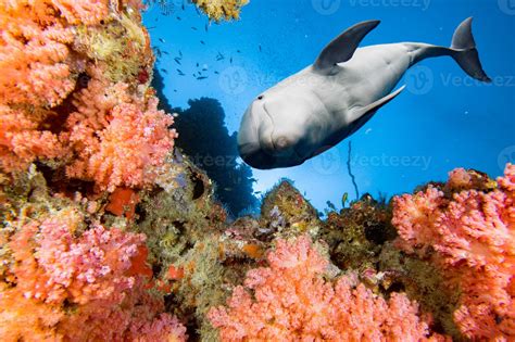 dolphin underwater on blue ocean background 20163149 Stock Photo at Vecteezy