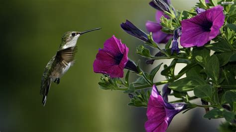 Wallpaper Birds and Flowers (61+ images)