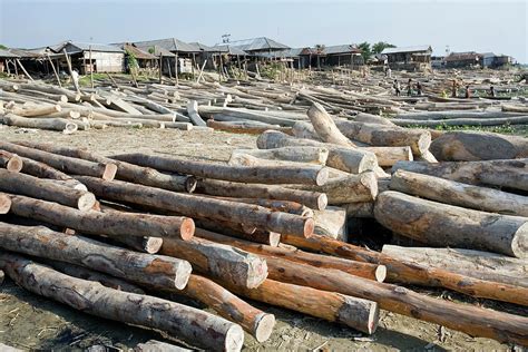 Timber Yard Photograph by Adam Hart-davis/science Photo Library | Fine Art America