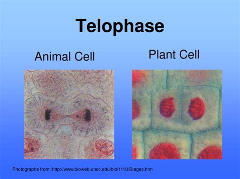 Plant Cell Telophase / The Stages of Mitosis and Cell Division / Mitosis is a type of eukaryotic ...