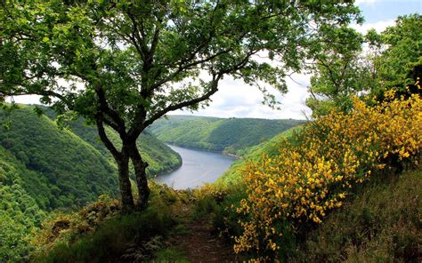 River Hills Greenery Trees Flowers Wallpaper [2560x1600]