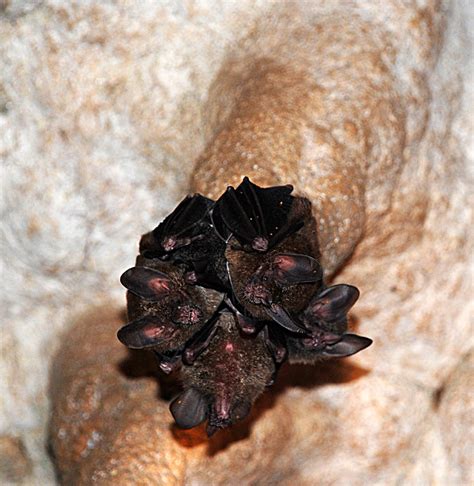 Colony | A small bat colony on the stalactite in La Gruta ca… | Flickr