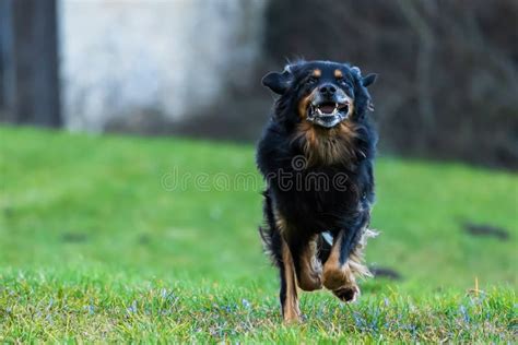 Black and Gold Hovie Dog Hovawart on the Run Stock Image - Image of gold, hovie: 267053323