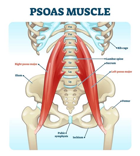 Psoas - Praktijk voor Rebalancing