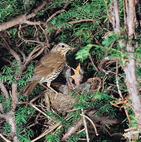 Hedge management and the bird nesting season | Department of Agriculture, Environment and Rural ...