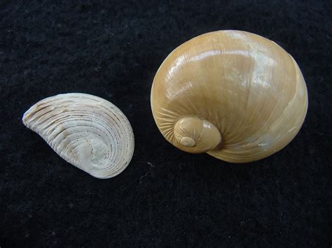 Naticarius plicatella with operculum fossil snail shell af3 : Southern Arrow, Fossil Shells From ...