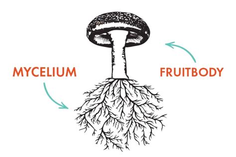 Mycelium innovation platforms - by Nate Crosser