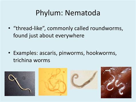 Examples Of Phylum Nematoda