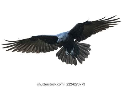 Vögel fliegen Raben einzeln auf weißem Stockfoto 2224293773 | Shutterstock