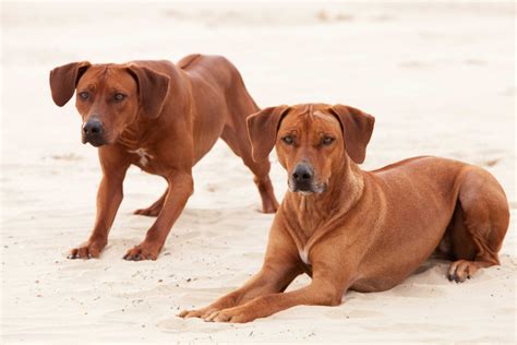 Rhodesian Ridgeback Puppies | Dorset Rhodesian Ridgeback Breeder