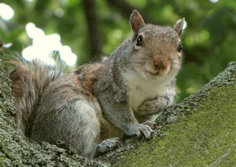 File:2011.06.19 gray squirrel, Kensington Gardens, London, UK 008cc.jpg - Wikipedia