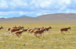 Tibetan Antelopes, Chiru, What is Shahtoosh? [UPSC Environment Notes]