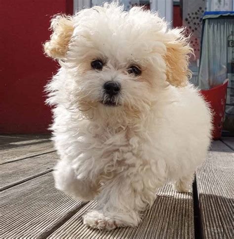 Maltipoo - Your Guide To The Adorable Maltese Poodle Mix