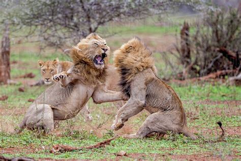 Two male lions fight over a lioness in the Kruger National Park - Stock Photo - Dissolve