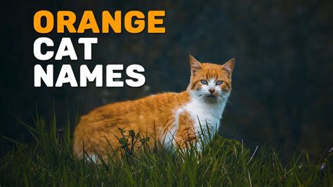 199 Best Orange Cat Names Of 2022 - Petmoo
