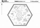 Celula Vegetal Sketch Coloring Page sketch template