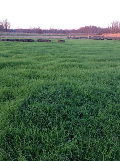 The rye grass we planted in this field is growing great so far thanks to the mild weather so far ...