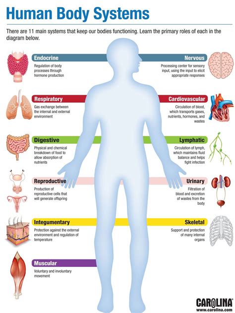 Human Body Systems - BIOLOGY - MR. BROOKS