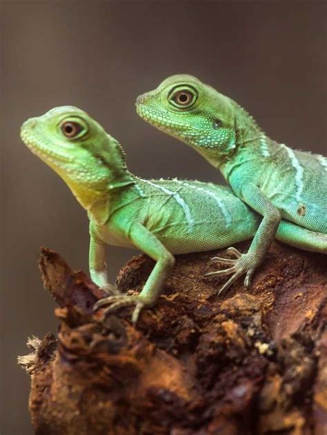 25 Lizard Dream Meaning and Interpretations | Sarah Scoop