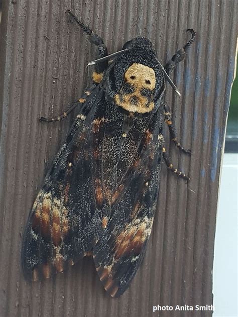 Rare Death's-head hawkmoth in Scotland | Wildlife Insight