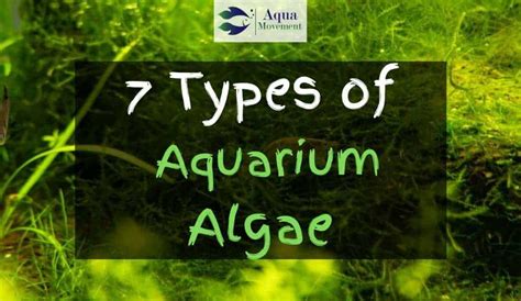 7 Aquarium Algae Types With Pictures | Aqua Movement