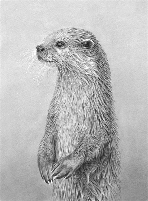 Standing Otter in 2020 | Animal drawings, Otters, Animal sketches