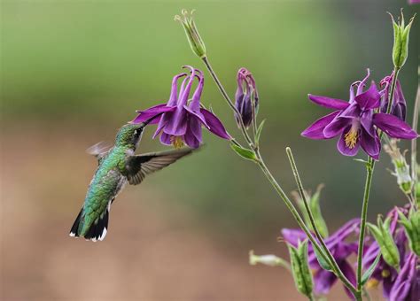 Hummingbird - Birds and Blooms