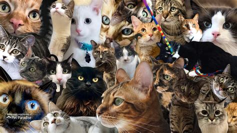 Funny zoom backgrounds cats - hunteraca