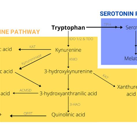 Tryptophan metabolism. | Download Scientific Diagram