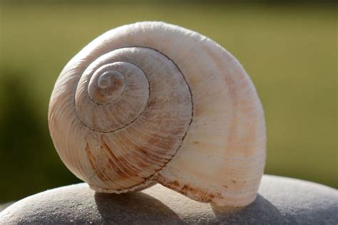 Seashell | Sea snail, Snail, Sea shells