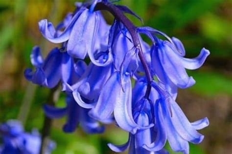 How To Grow Bluebells - Urban Garden Gal