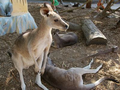 KANGAROOS AT DREAMWORLD PHOTOGRAPH, KANGAROOS AT DREAMWORLD PHOTO, PICTURES OF KANGAROOS AT ...