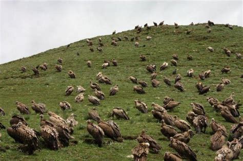 Tibetan Sky Burial (photos) UPDATED: Propaganda Vs Scholarship | Justin Whitaker