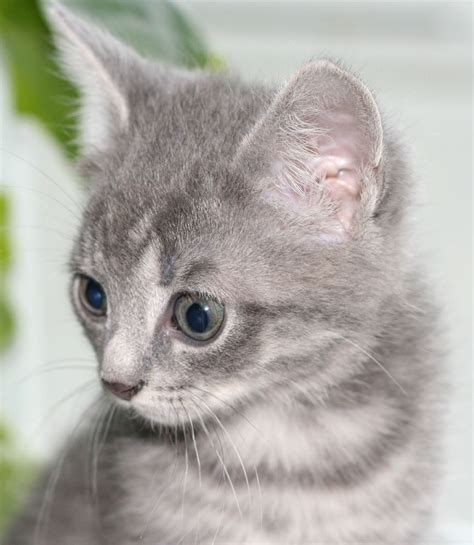 File:Gray kitten.jpg - Wikimedia Commons