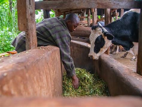 How to Build a Profitable Dairy Farming Business in Kenya | Bizhack Kenya