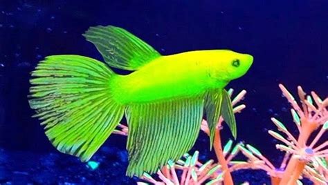 GloFish Betta Complete Care Guide: Size, Diet & All | 2024