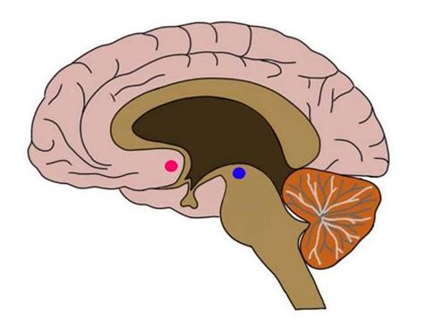 Know your brain: Reward system — Neuroscientifically Challenged