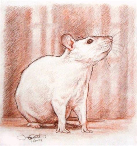 A Rat Portrait | Animal art, Animal sketches, Animal drawings