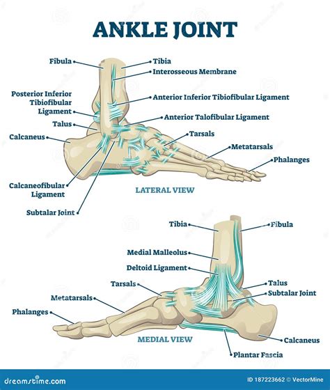 Ankle Joint Vector Illustration. Labeled Educational Leg Structure Scheme Stock Vector ...