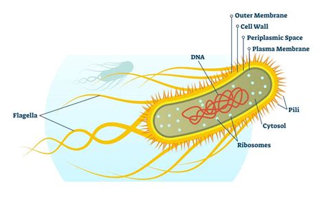 E. coli is one of the most widely studied organisms – and that may be a problem for both science ...