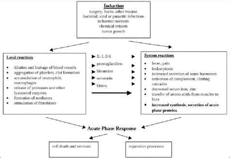 4 Diagram illustrating phenomena that induce an acute-phase response,... | Download Scientific ...