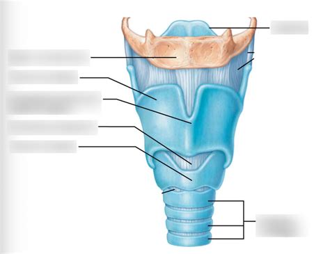 larynx & vocal cords 1 Diagram | Quizlet